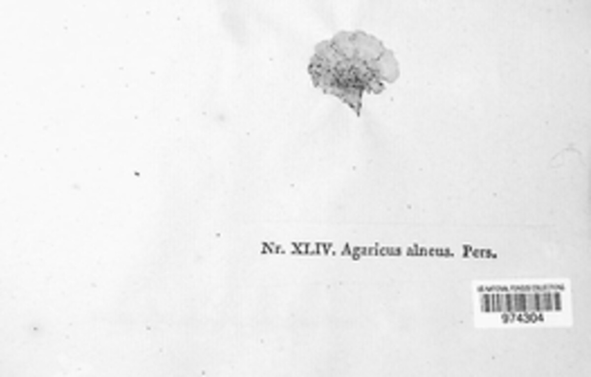 Schizophyllum commune image